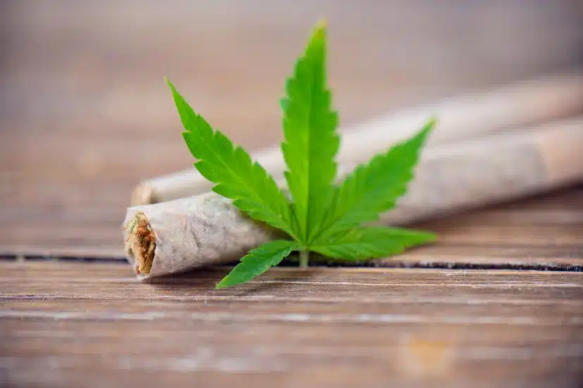 الماريجوانا-القنب الهندي-الحشيش